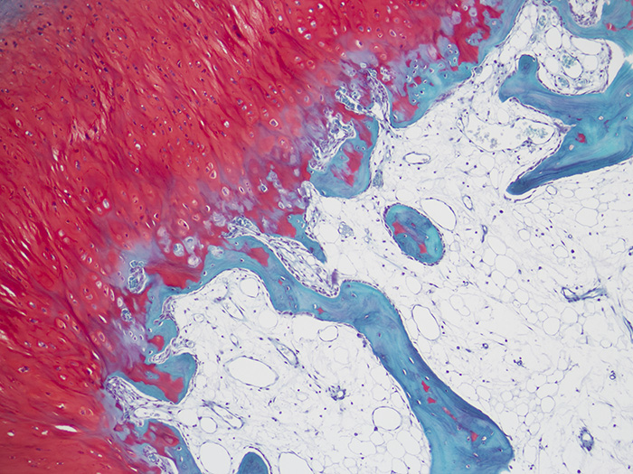 Safranin O Stain 1%, Aqueous