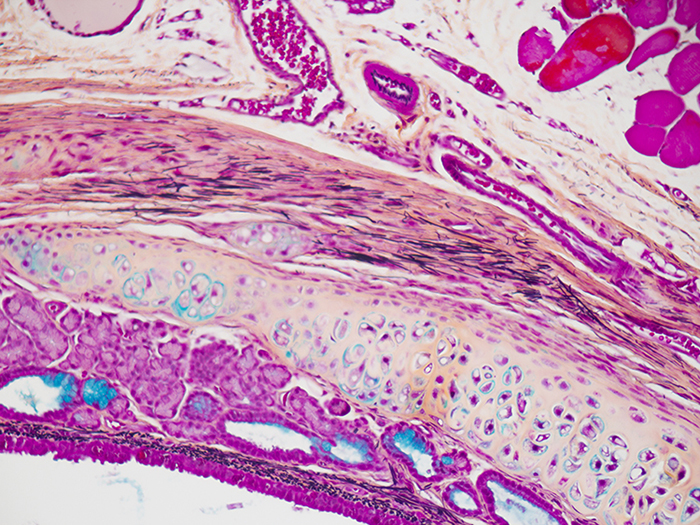 Histological Stain Kit Movat-Russell Modified Pentachrome