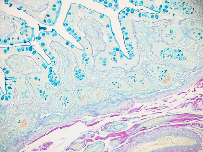Colloidal Iron Stained Histology Slide