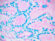 Alcian Blue pH 2.5, Goblet Cell Stained Histology Slide