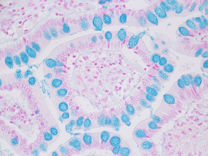 Alcian Blue pH 2.5, Goblet Cell Stained Slide