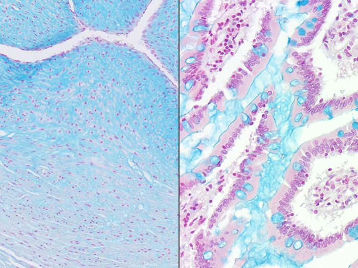 Alcian Blue pH 2.5, Multi-Tissue Stained Histology Slide