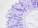 Alcian Blue/PAS Stained Histology Slide