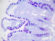 Alcian Blue/PAS Stained Histology Slide