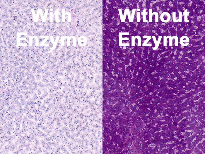 Periodic Acid Schiff (PAS) Glycogen Histology Slides